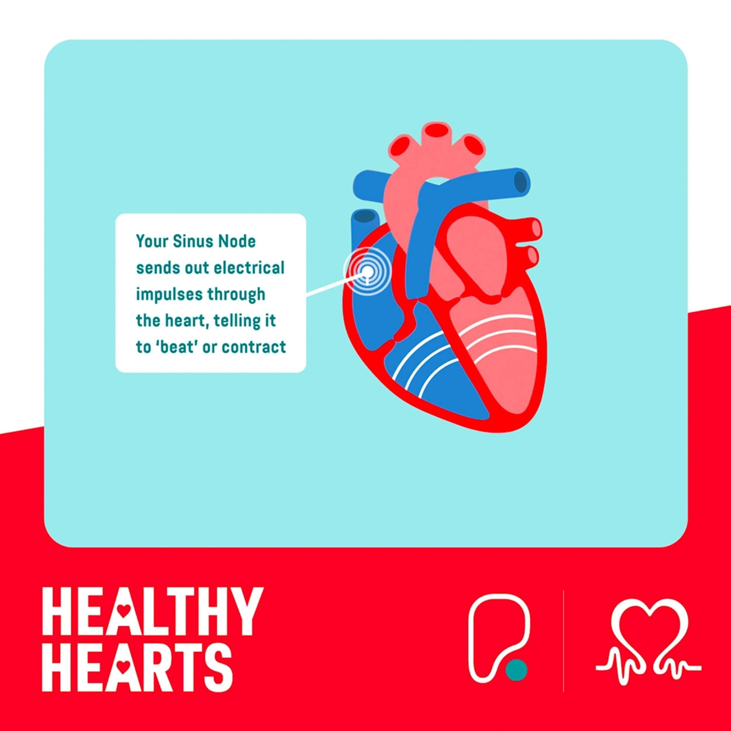 heart sinus node